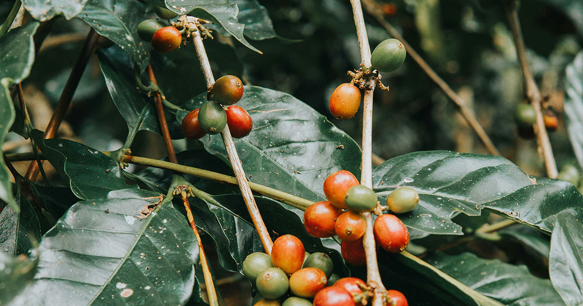 Where does coffee come from? First part