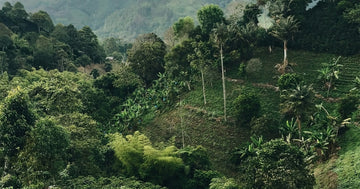 Paysage Ceinture du Café